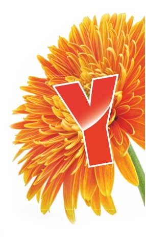 Y-Flower