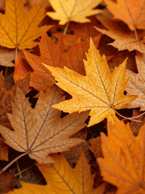 SonnYtag Herbst